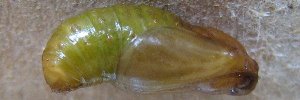 Pupae